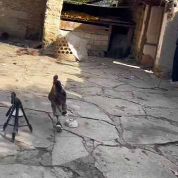 The rooster ran in sneakers