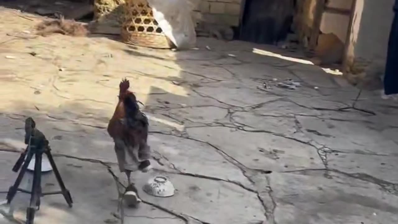 The rooster ran in sneakers