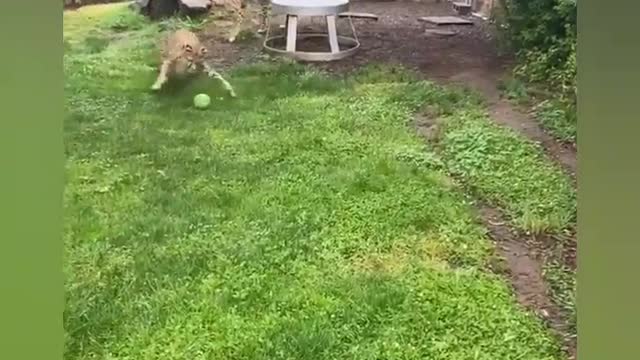Wildprandotcom