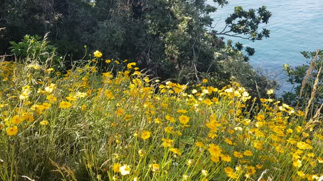 Yellow flowers blooming on the coastal cliff