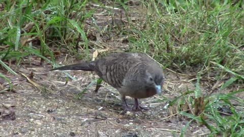 The Beautiful Bird ( Dove ) In Cambodia | Punleu