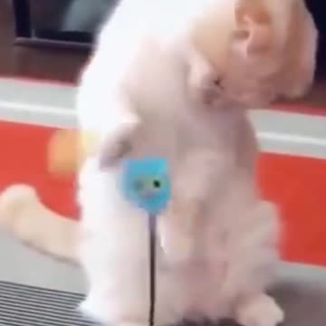 PETS NEVER LIE ABOUT LOVE-14 #shorts