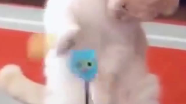 PETS NEVER LIE ABOUT LOVE-14 #shorts