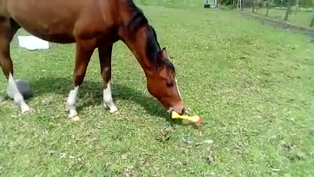 Horse Finds A Rubber Chicken. At 17 Seconds In, I Lost It