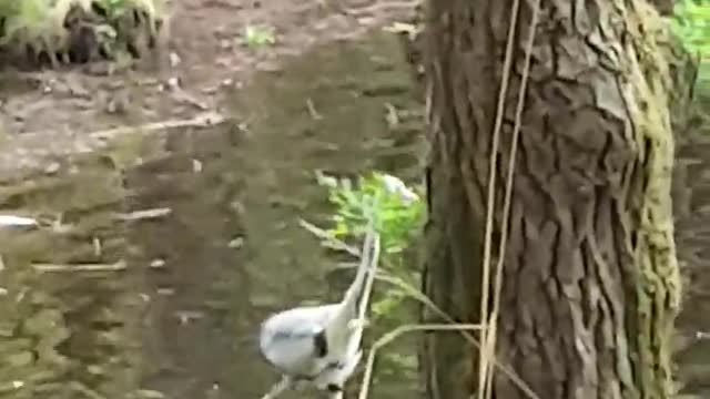 meet a heron at Songnisan Mountain