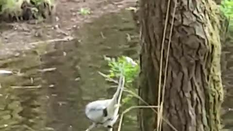 meet a heron at Songnisan Mountain