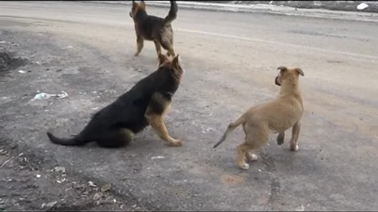 Dog Training