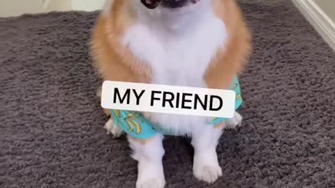 A compassionate puppies