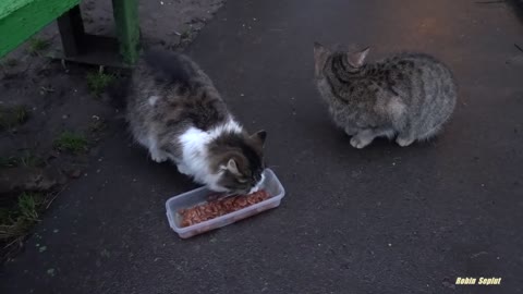 Cute cat is saying something to me