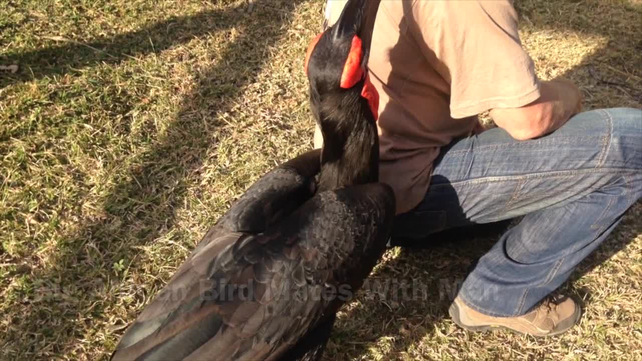 Huge Bird Having Sex With Man | Moholoholo Rehabilitation Centre South Africa