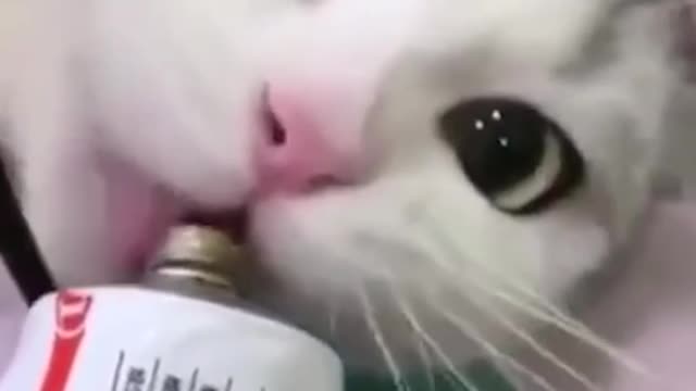Scary cat eats