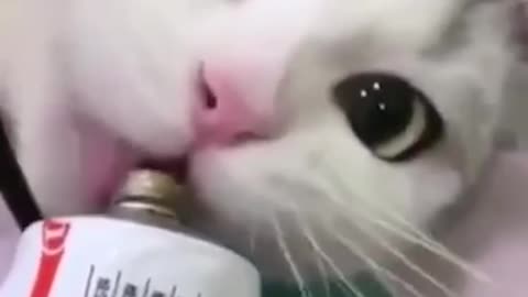 Scary cat eats