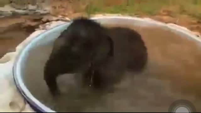 Elephant calf bathes in tub in viral video. Here’s what his mother did meanwhile