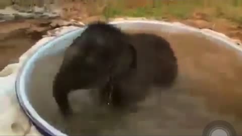 Elephant calf bathes in tub in viral video. Here’s what his mother did meanwhile