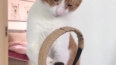The cat and the kettle—a duo of the day!