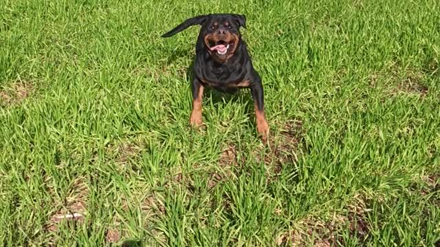 My rottweiler Dex!