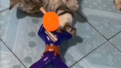 Funny cat playing with toy