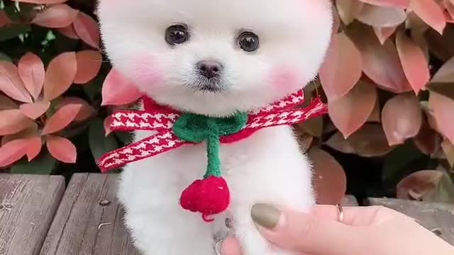 Teacup Pubby