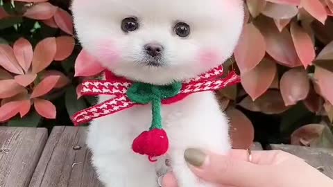 Teacup Pubby