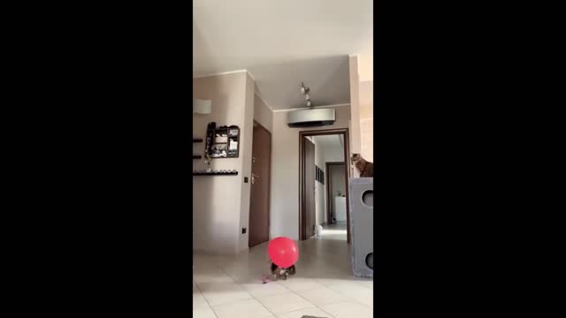 A high jump cat is unexpected moment | video found on Reddit