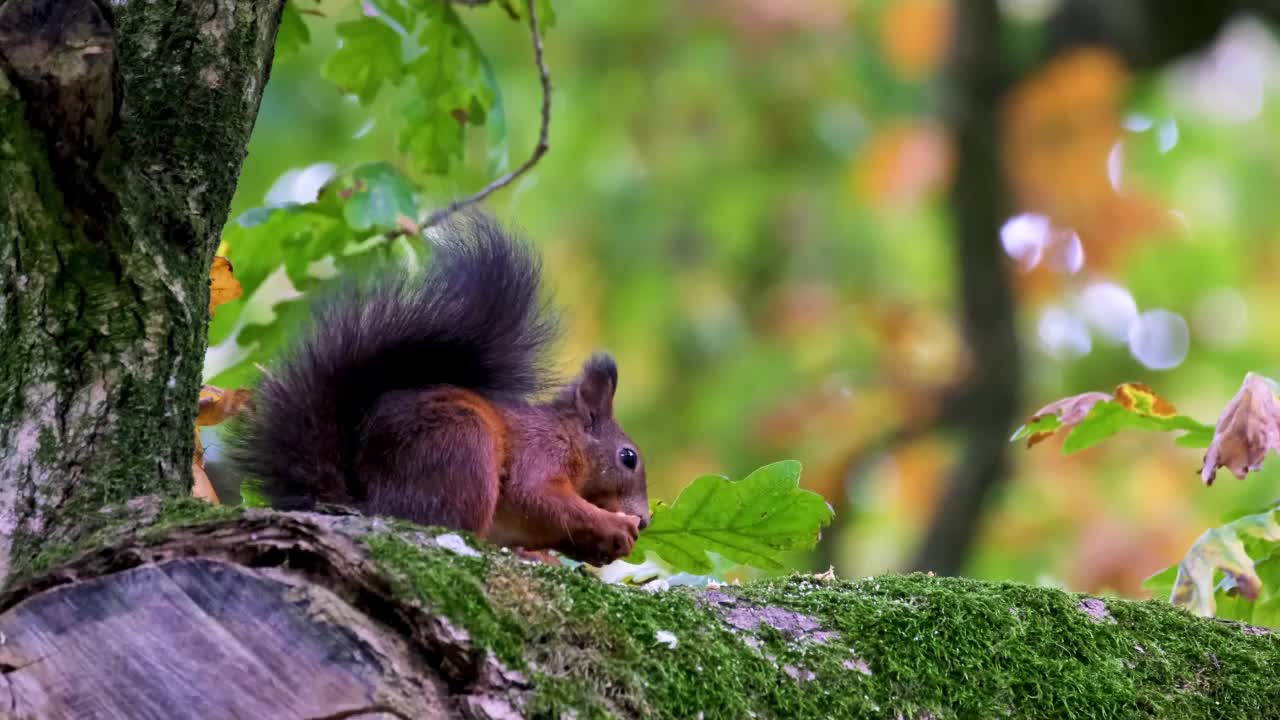 SQUIRREL EATS IN THE FOREST