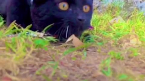 Cat video Playing cute cat video-funny cat video