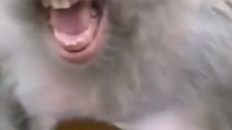 Monkey Funny Baby Monkey Video Cute Funny Video