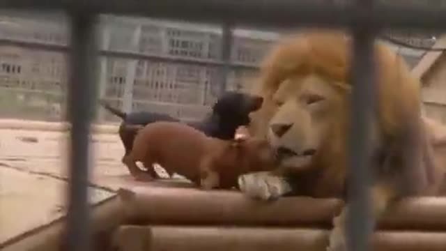 Who says dogs cannot play with lions?