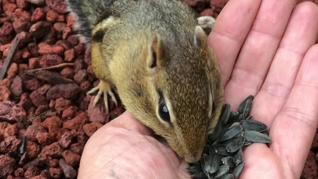 Hand-Feeding an Adorable Chipmunk