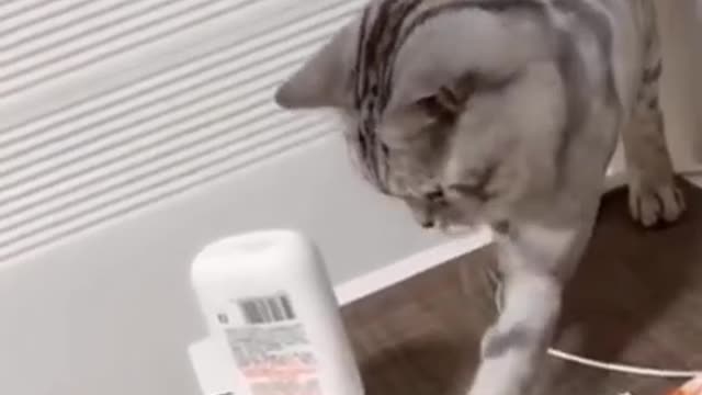 Cute_And_Funny_Cat_Video_|_#sorts_|CATS_LEO_🐈