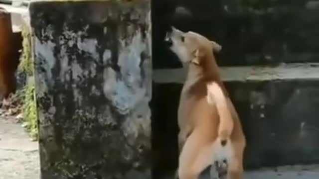 Funny and Cute Dog vs monky Videos Compilation