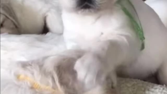 Little puppy waking up his siblings πΆπ..Goodday everyone ππ