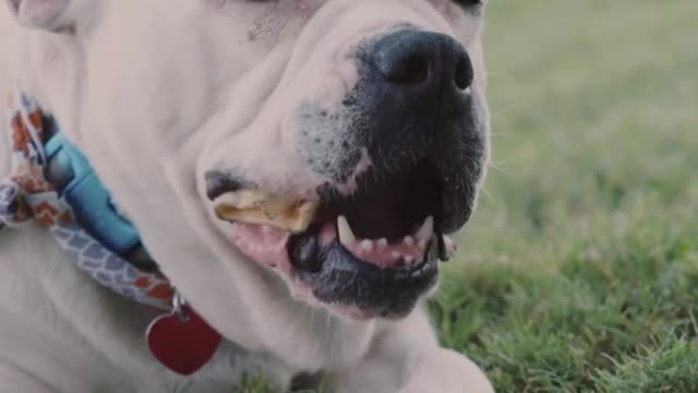 Dog eating