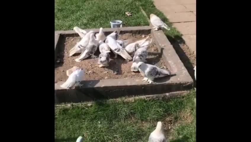 The rarest and best types of Iraqi pigeons are Maslawi birds