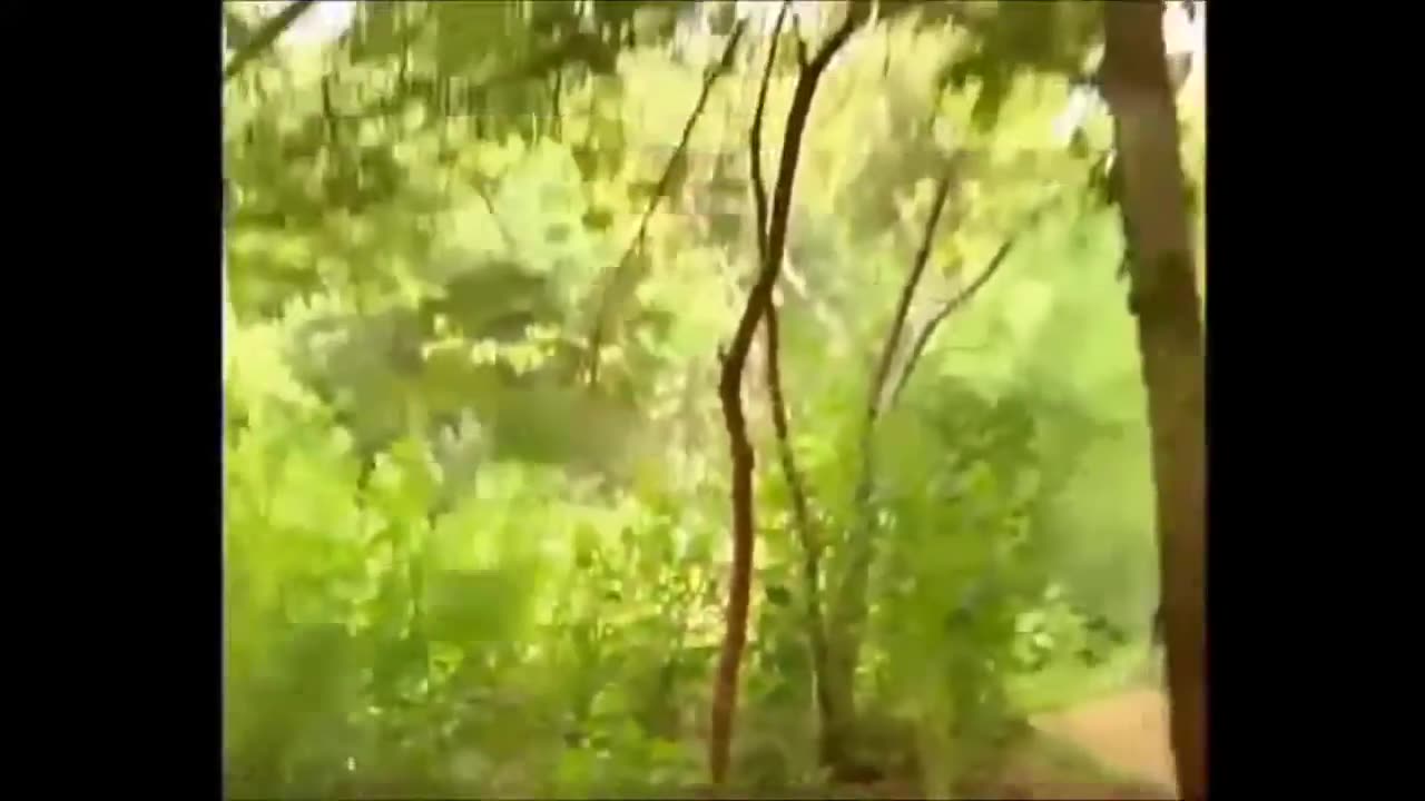 Tiger vs Monkey Fight Very Funny Video Whatsapp Funny Videos Indian Comedy 2023