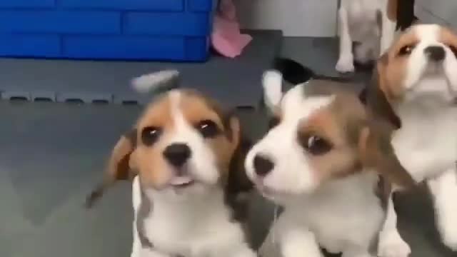 Some adorable playful beagles