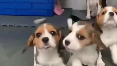 Some adorable playful beagles