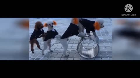 Funny Dog Videos 2021 It's Time to Laugh |