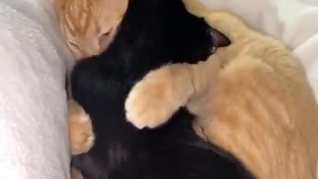 Cute 2 cats