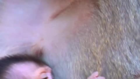 This is a proof that sibling really loves each other All Right Reserved , monkeys is so beautiful