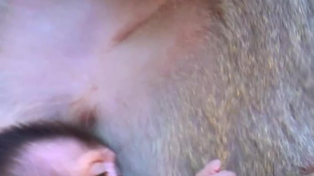 This is a proof that sibling really loves each other All Right Reserved , monkeys is so beautiful