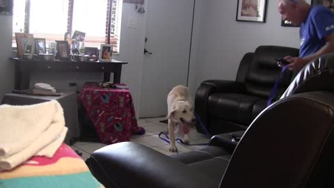 Teaching and traning dogs to turn on & off house lights