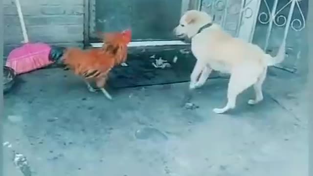 Chicken Vs dog fight 2021 vary funny.