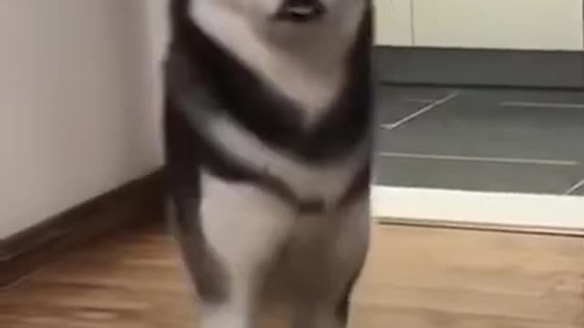 They are so cute dogs. I love them so much