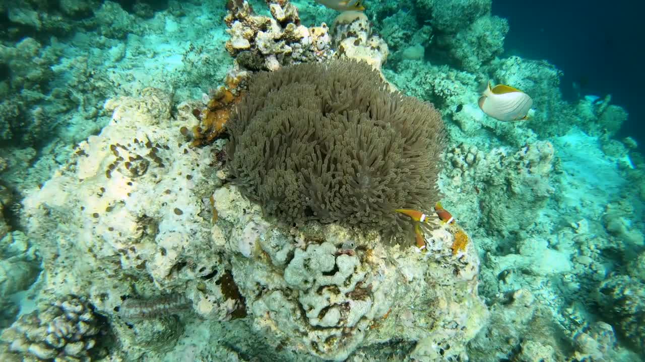 Amphiprion nigripes (Maldive anemonefish or blackfinned anemonefish) and tropical sea fish