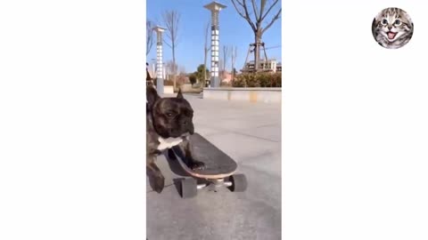 Funny Animal Videos 2022 | Funniest Animals Funny Video