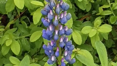 Lupine