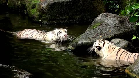 Tiger fight Animal Wild Jungle