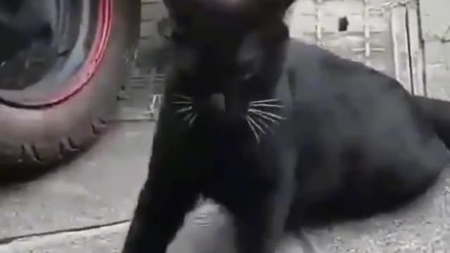 Cat funny animals