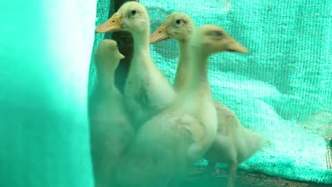 Four ducks under a green plastic curtain